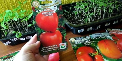 Drvo jagode rajčice: recenzije, fotografije, prinos